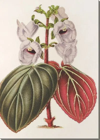 Картина Глоксиния пятнистая вар. знаки отличия (1854-1896)