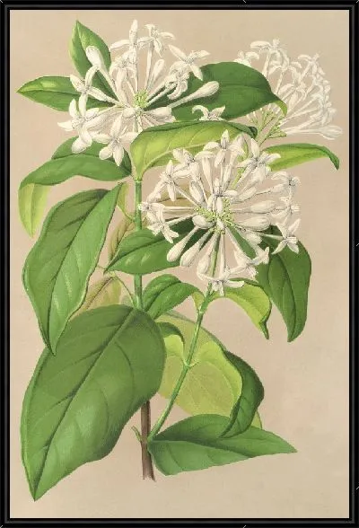 Картина Глонерия Жасминовая (1854-1896)