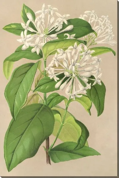 Картина Глонерия Жасминовая (1854-1896)