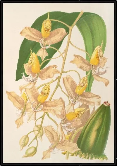 Картина Гонгора портентоза (1854-1896)