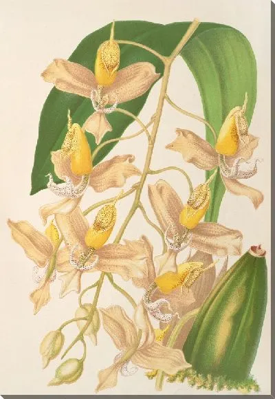 Картина Гонгора портентоза (1854-1896)