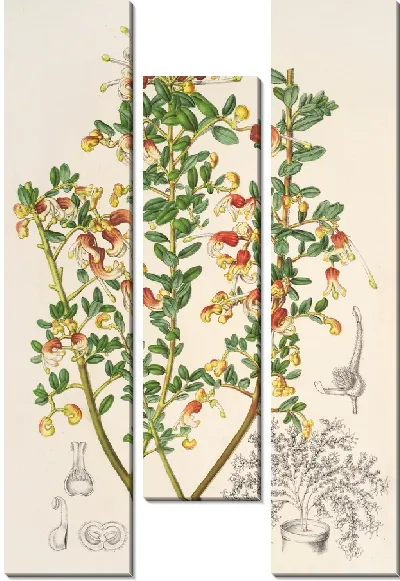 Картина Гревиллея Альпестрис (1854-1896.jpg)