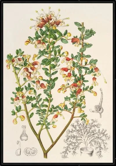Картина Гревиллея Альпестрис (1854-1896.jpg)