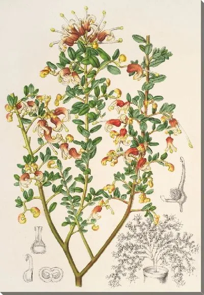 Картина Гревиллея Альпестрис (1854-1896.jpg)