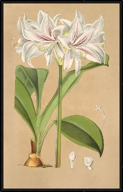 Картина Гриффиния Блюменавия (1854-1896)