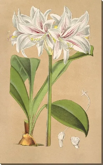 Картина Гриффиния Блюменавия (1854-1896)