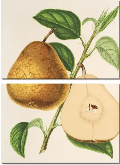 Картина Груша Жозефина де Бенш (1854-1896)