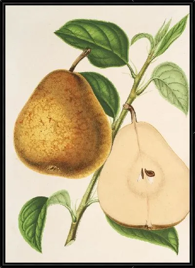 Картина Груша Жозефина де Бенш (1854-1896)