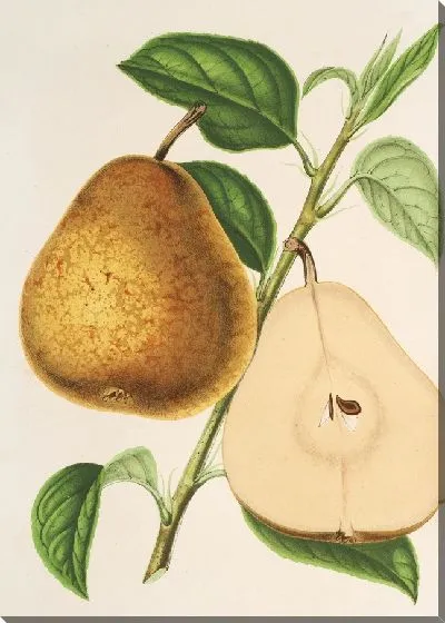 Картина Груша Жозефина де Бенш (1854-1896)