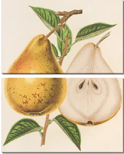 Картина Груша Жан Ван Герт (1854-1896)