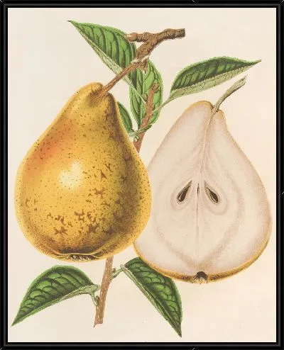 Картина Груша Жан Ван Герт (1854-1896)