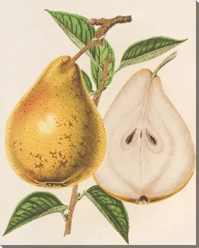 Картина Груша Жан Ван Герт (1854-1896)