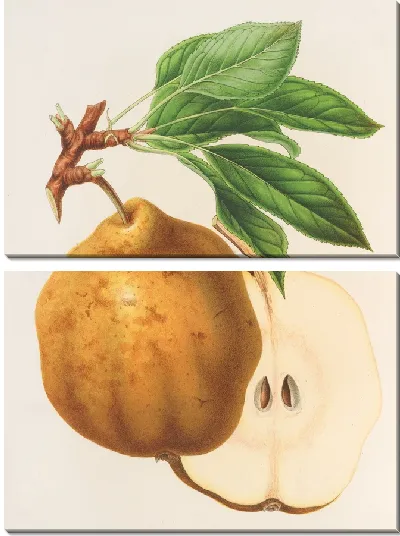 Картина Груша из Гелены (1854-1896)