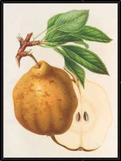 Картина Груша из Гелены (1854-1896)