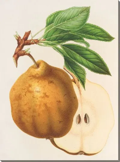 Картина Груша из Гелены (1854-1896)