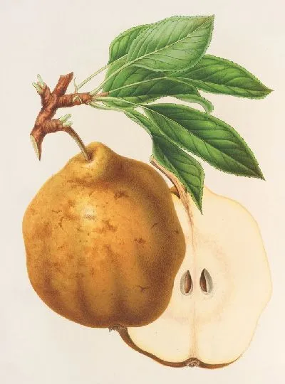 Картина Груша из Гелены (1854-1896)