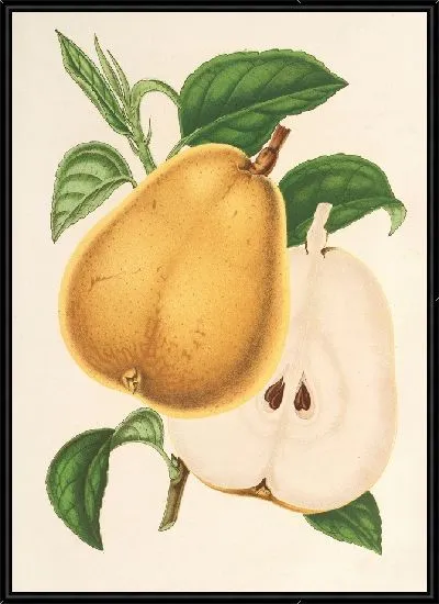 Картина Груша от Фроментела (1854-1896)
