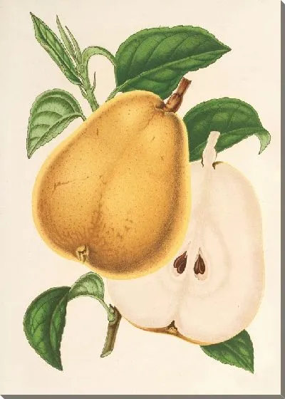 Картина Груша от Фроментела (1854-1896)