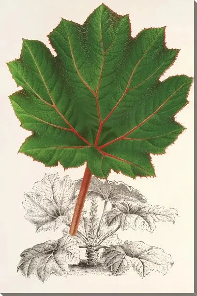 Картина Гуннера Брефогея (1854-1896)