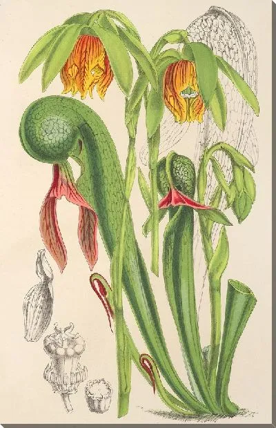 Картина Дарлингтонская Калифорния (1854-1896)