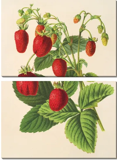 Картина Двойная вечная клубника (1854-1896)