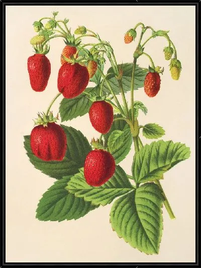 Картина Двойная вечная клубника (1854-1896)