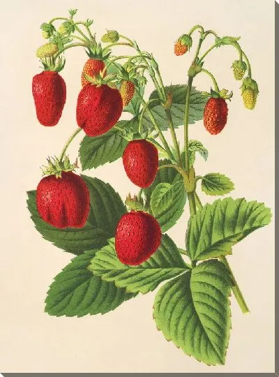 Картина Двойная вечная клубника (1854-1896)