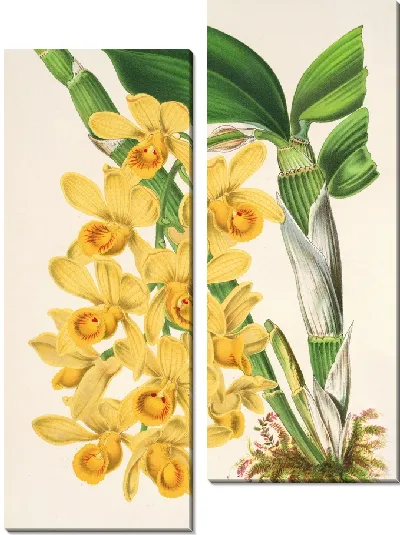 Картина Дендробиум (1854-1896)