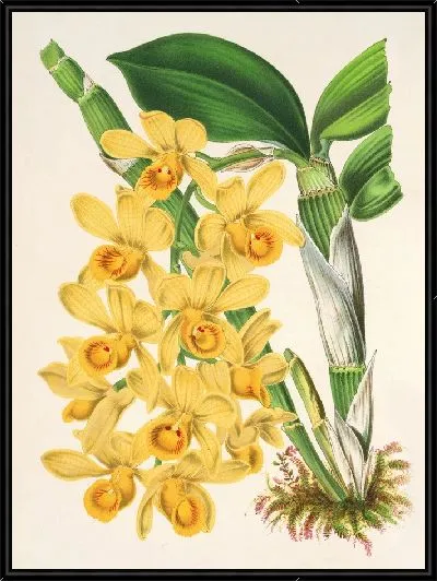 Картина Дендробиум (1854-1896)