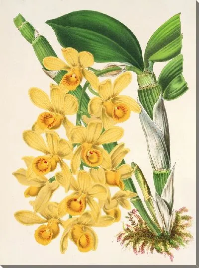 Картина Дендробиум (1854-1896)