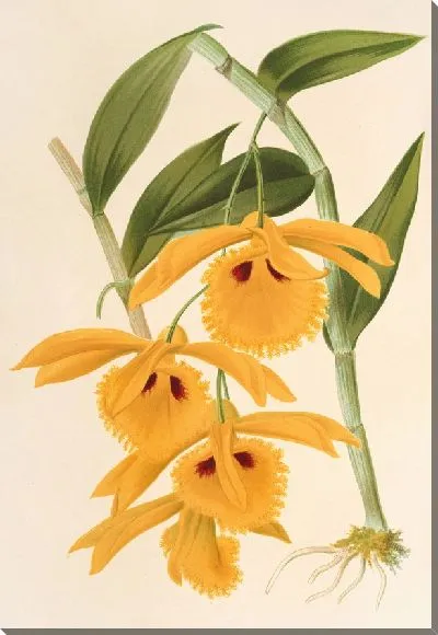 Картина Дендробиум золотистый (1854-1896)