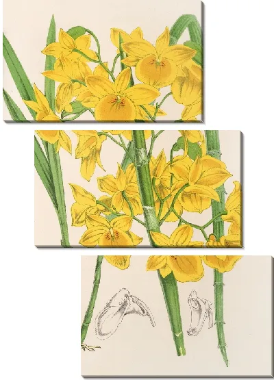 Картина Дендробиум 2 (1854-1896)