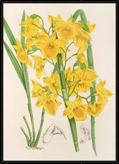 Картина Дендробиум 2 (1854-1896)