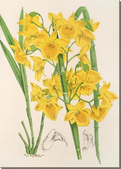 Картина Дендробиум 2 (1854-1896)