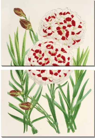 Картина Диантус Вершафффельти (1854-1896)