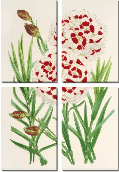 Картина Диантус Вершафффельти (1854-1896)