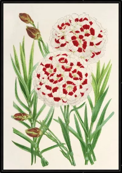 Картина Диантус Вершафффельти (1854-1896)