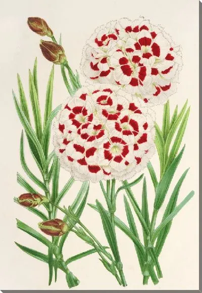 Картина Диантус Вершафффельти (1854-1896)