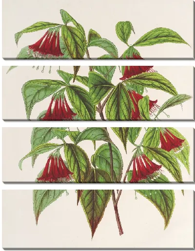 Картина Диервилла (Weigelia) многоцветковая (1854-1896)