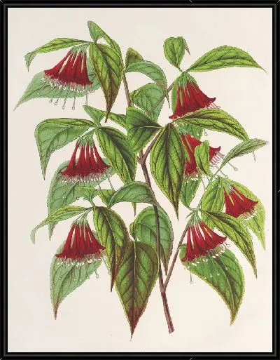 Картина Диервилла (Weigelia) многоцветковая (1854-1896)