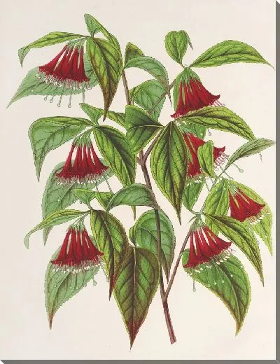 Картина Диервилла (Weigelia) многоцветковая (1854-1896)