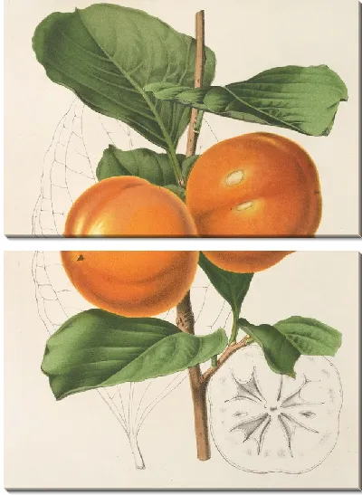 Картина Диоспирос Аки, вар. Костата (1854-1896)