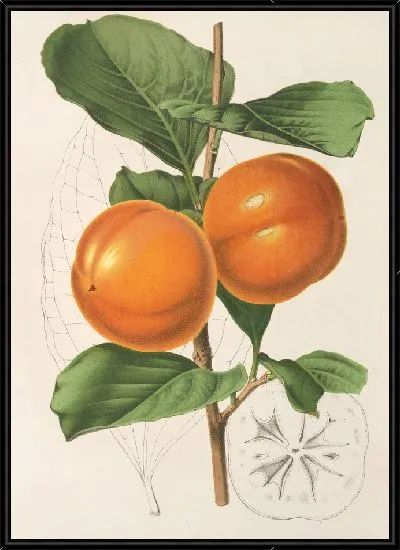 Картина Диоспирос Аки, вар. Костата (1854-1896)