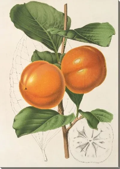 Картина Диоспирос Аки, вар. Костата (1854-1896)