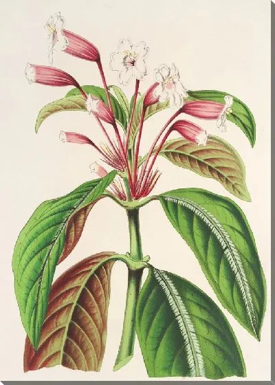 Картина Диптеракант Хербстии (1854-1896)