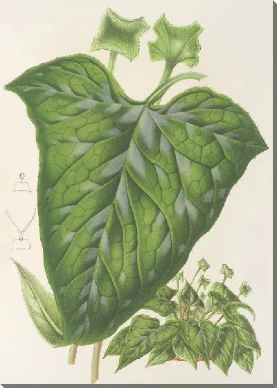 Картина Дорстения пятнистая (1854-1896)