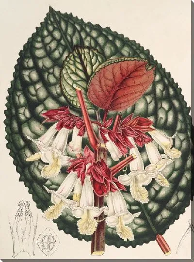 Картина Дримония Туриалва (1854-1896)