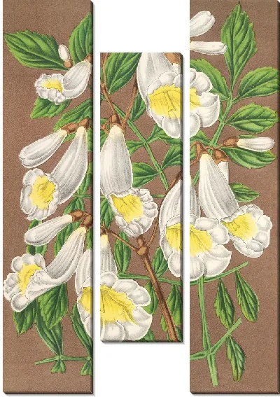 Картина Жакаранда дигитиллора (альбифлора) (1854-1896)