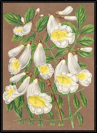 Картина Жакаранда дигитиллора (альбифлора) (1854-1896)