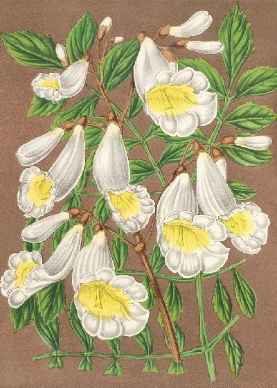 Картина Жакаранда дигитиллора (альбифлора) (1854-1896)